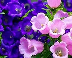Canterbury bells campanula for sale  Delivered anywhere in USA 