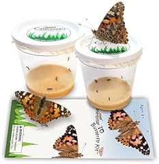 Live caterpillars butterfly for sale  Delivered anywhere in USA 
