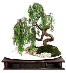 Money tree bonsai for sale  Delivered anywhere in USA 