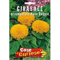 Semi girasole ornamentale usato  Spedito ovunque in Italia 