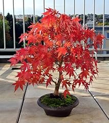 Red japanese maple for sale  Delivered anywhere in USA 