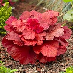Heuchera fire alarm for sale  Delivered anywhere in UK