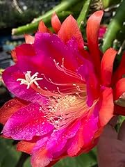 Epiphyllum appeal fully for sale  Delivered anywhere in USA 