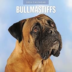 Bullmastiffs 2026 square for sale  Delivered anywhere in UK