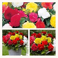 Double begonia mixed for sale  Delivered anywhere in UK