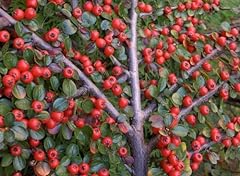 Rockspray cotoneaster shrub for sale  Delivered anywhere in USA 