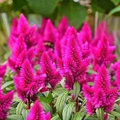Celosia argentea flamingo for sale  Delivered anywhere in USA 