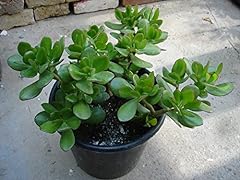 Money plants money for sale  Delivered anywhere in Ireland