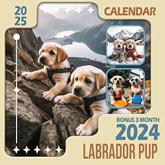 Labrador pup calendar for sale  Delivered anywhere in UK