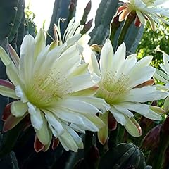 Queen night seeds for sale  Delivered anywhere in USA 