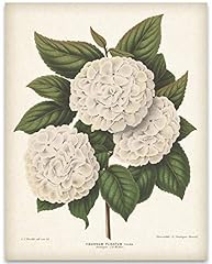 Japanese snowball flower for sale  Delivered anywhere in USA 