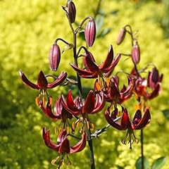 Lilium martagon claude for sale  Delivered anywhere in UK