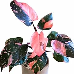 Princess philodendron live for sale  Delivered anywhere in USA 