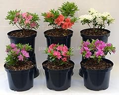 2ltr dwarf azalea for sale  Delivered anywhere in Ireland