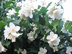 Seedville philadelphus coronar for sale  Delivered anywhere in USA 