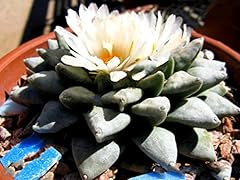 Seeds rare ariocarpus for sale  Delivered anywhere in USA 