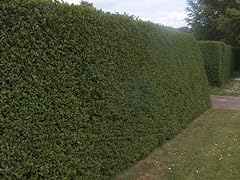 Green privet hedging for sale  Delivered anywhere in Ireland