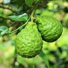 Kaffir lime tree for sale  Delivered anywhere in USA 