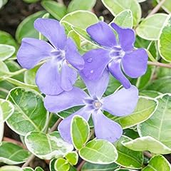 Periwinkle seeds low for sale  Delivered anywhere in USA 
