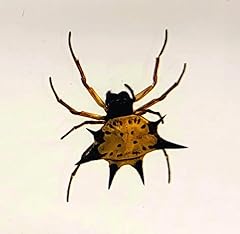 Real spiny spider for sale  Delivered anywhere in USA 