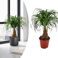 Happy plants plante d'occasion  Livré partout en France