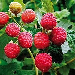 Van zyverden raspberry for sale  Delivered anywhere in USA 