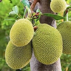 Jackfruit tropical fruit for sale  Delivered anywhere in USA 