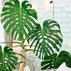 Philodendron plant live for sale  Delivered anywhere in USA 