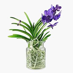 Orchidea vanda vaso usato  Spedito ovunque in Italia 