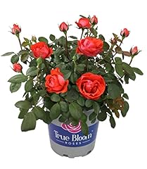Fresh roses prime for sale  Delivered anywhere in USA 