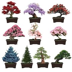 Mix bonsai tree for sale  Delivered anywhere in USA 
