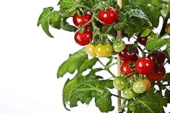 Tiny tim tomato for sale  Delivered anywhere in USA 