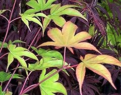 Kokyo japanese maple for sale  Delivered anywhere in USA 