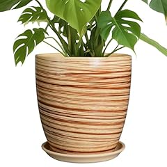 Epfamily inch plant for sale  Delivered anywhere in USA 