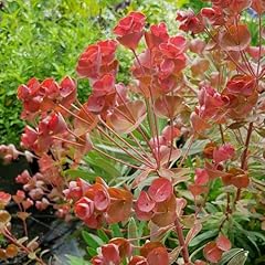 Euphorbia galaxy glow for sale  Delivered anywhere in UK