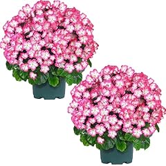 Qianyun artificial topiary for sale  Delivered anywhere in USA 