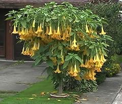 Exotic yellow trumpetbush for sale  Delivered anywhere in USA 