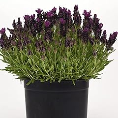French lavender plug for sale  Delivered anywhere in UK