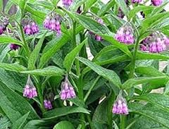 Seeds comfrey herb for sale  Delivered anywhere in Ireland