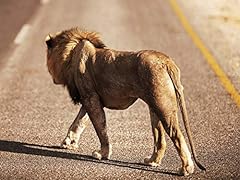 Namibia etosha gebraucht kaufen  Wird an jeden Ort in Deutschland