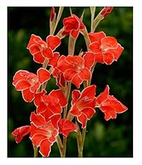 10x gladioli nanus for sale  Delivered anywhere in UK