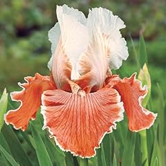 English charm orange for sale  Delivered anywhere in USA 