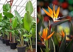 Graines oiseau paradis d'occasion  Livré partout en France