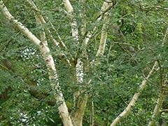 Silver birch jacquemontii for sale  Delivered anywhere in UK