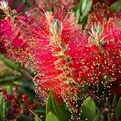 Callistemon bush bottlebrush for sale  Delivered anywhere in UK