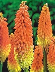Kniphofia alcaza red for sale  Delivered anywhere in UK