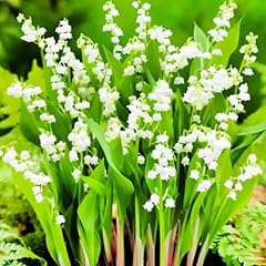 Lily valley flower for sale  Delivered anywhere in USA 