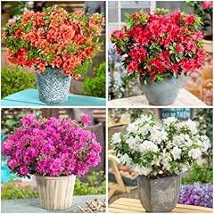 Growon shrubs dwarf for sale  Delivered anywhere in UK