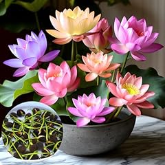 Lotusblume samen lotus gebraucht kaufen  Wird an jeden Ort in Deutschland