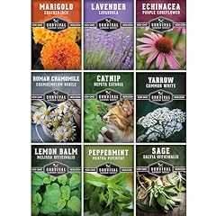 Medicinal tea seeds for sale  Delivered anywhere in USA 